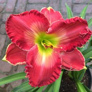 Sensational Heart